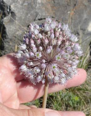 Fotografia 3 da espécie Allium guttatum subesp. sardoum no Jardim Botânico UTAD