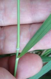 Fotografia da espécie Brachypodium pinnatum