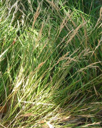 Fotografia de capa Brachypodium pinnatum - do Jardim Botânico