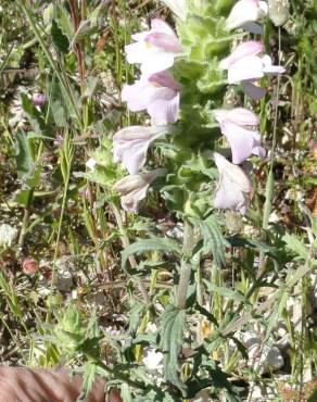 Fotografia 7 da espécie Bartsia trixago no Jardim Botânico UTAD