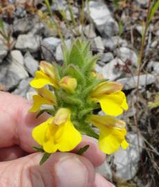 Fotografia da espécie Bartsia trixago