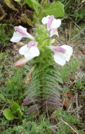 Fotografia da espécie Bartsia trixago