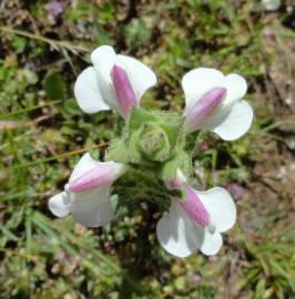 Fotografia da espécie Bartsia trixago