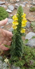 Fotografia da espécie Bartsia trixago