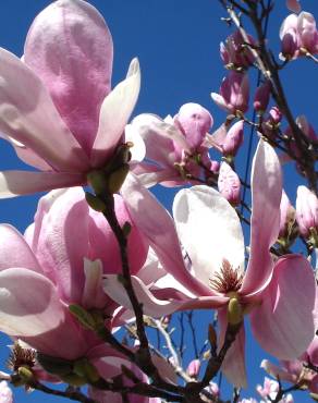 Fotografia 1 da espécie Magnolia x soulangeana no Jardim Botânico UTAD