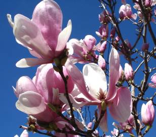 Fotografia da espécie Magnolia x soulangeana