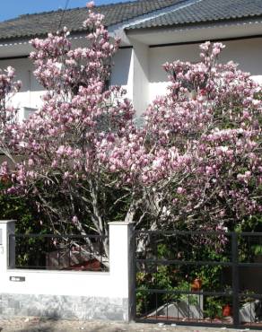 Fotografia 10 da espécie Magnolia x soulangeana no Jardim Botânico UTAD