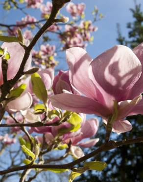 Fotografia 11 da espécie Magnolia x soulangeana no Jardim Botânico UTAD