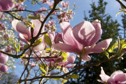 Fotografia da espécie Magnolia x soulangeana