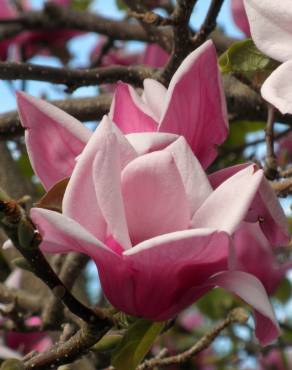 Fotografia 12 da espécie Magnolia x soulangeana no Jardim Botânico UTAD