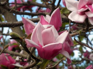 Fotografia da espécie Magnolia x soulangeana