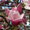 Fotografia 12 da espécie Magnolia x soulangeana do Jardim Botânico UTAD