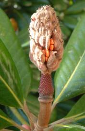 Fotografia da espécie Magnolia grandiflora