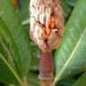 Fotografia 9 da espécie Magnolia grandiflora do Jardim Botânico UTAD