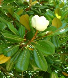 Fotografia da espécie Magnolia grandiflora