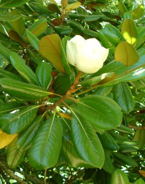 Fotografia 10 da espécie Magnolia grandiflora no Jardim Botânico UTAD