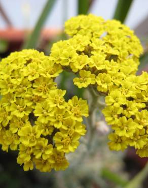 Fotografia 1 da espécie Achillea ageratum no Jardim Botânico UTAD