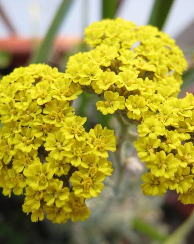 Fotografia de capa Achillea ageratum - do Jardim Botânico