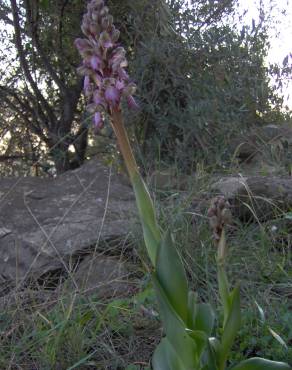 Fotografia 5 da espécie Barlia robertiana no Jardim Botânico UTAD