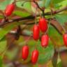 Fotografia 5 da espécie Berberis thunbergii var. atropurpurea do Jardim Botânico UTAD