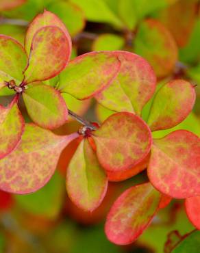 Fotografia 6 da espécie Berberis thunbergii var. atropurpurea no Jardim Botânico UTAD