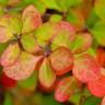 Fotografia 6 da espécie Berberis thunbergii var. atropurpurea do Jardim Botânico UTAD