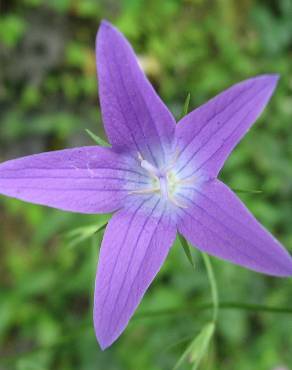 Fotografia 3 da espécie Campanula rapunculus no Jardim Botânico UTAD