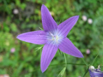 Fotografia da espécie Campanula rapunculus