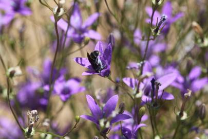 Fotografia da espécie Campanula lusitanica subesp. lusitanica