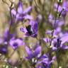 Fotografia 6 da espécie Campanula lusitanica subesp. lusitanica do Jardim Botânico UTAD