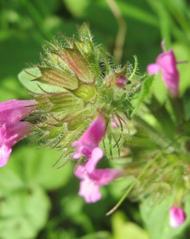 Fotografia de capa Clinopodium vulgare - do Jardim Botânico