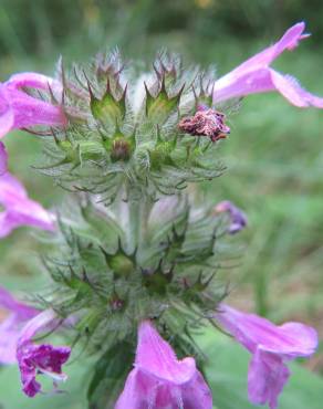 Fotografia 3 da espécie Clinopodium vulgare no Jardim Botânico UTAD