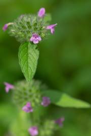 Fotografia da espécie Clinopodium vulgare