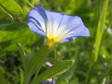 Fotografia da espécie Convolvulus tricolor subesp. tricolor