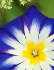 Convolvulus tricolor subesp. tricolor
