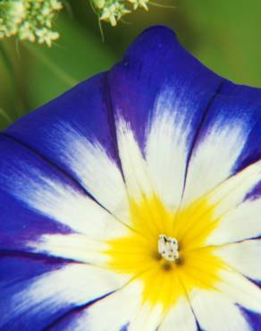 Fotografia 1 da espécie Convolvulus tricolor subesp. tricolor no Jardim Botânico UTAD