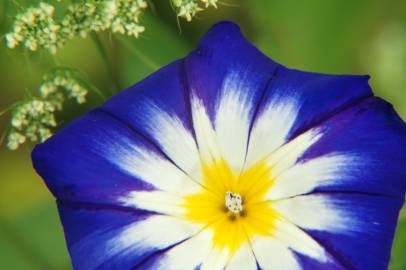 Fotografia da espécie Convolvulus tricolor subesp. tricolor