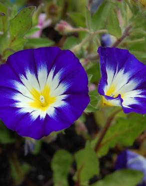 Fotografia 3 da espécie Convolvulus tricolor subesp. tricolor no Jardim Botânico UTAD