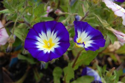 Fotografia da espécie Convolvulus tricolor subesp. tricolor