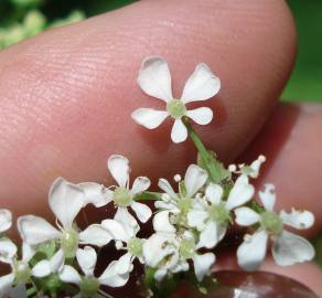 Fotografia da espécie Anthriscus sylvestris