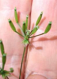 Fotografia da espécie Anthriscus sylvestris