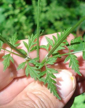 Fotografia 5 da espécie Anthriscus sylvestris no Jardim Botânico UTAD