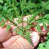 Fotografia 5 da espécie Anthriscus sylvestris do Jardim Botânico UTAD