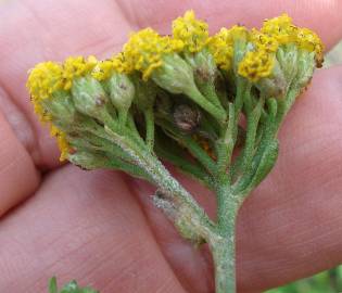 Fotografia da espécie Achillea ageratum