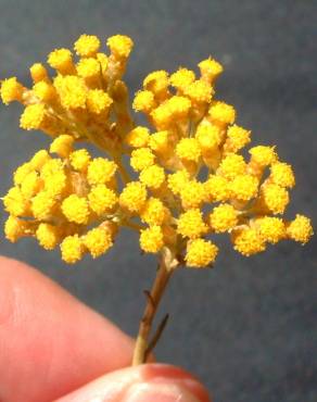 Fotografia 4 da espécie Achillea ageratum no Jardim Botânico UTAD