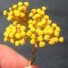 Fotografia 4 da espécie Achillea ageratum do Jardim Botânico UTAD