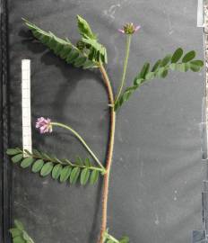 Fotografia da espécie Astragalus echinatus