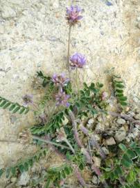 Fotografia da espécie Astragalus echinatus