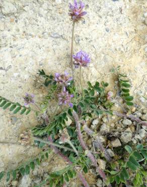 Fotografia 1 da espécie Astragalus echinatus no Jardim Botânico UTAD