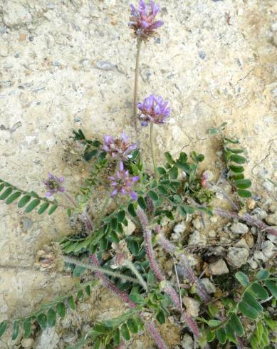 Fotografia de capa Astragalus echinatus - do Jardim Botânico